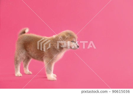 Cute Akita inu puppy on pink background, space for text. Friendly dog 90615036