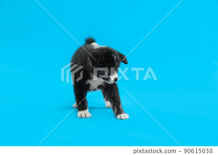 Cute Akita inu puppy on light blue background. Friendly dog Cute Akita inu puppy on light blue background. Friendly dog 90615038
