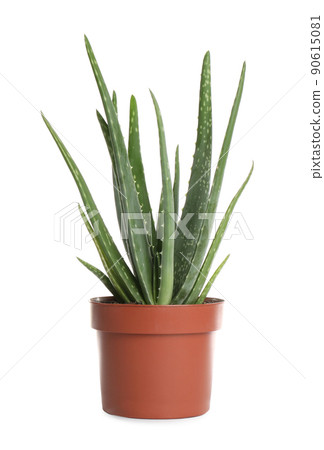 Aloe vera in flowerpot isolated on white Aloe vera in flowerpot isolated on white 90615081