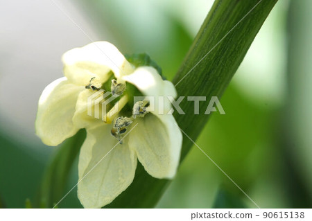 生長六月的甜椒花菜園 生長六月的甜椒花菜園 90615138