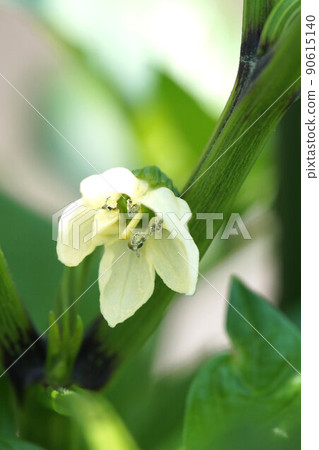 Bell pepper flower kitchen garden growing June Bell pepper flower kitchen garden growing June 90615140
