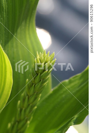 Corn kitchen garden growing June 90615296