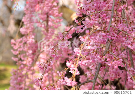 長野縣小諸市 小諸城跡公園 小諸獨特的櫻花 小諸八重紅 垂枝櫻花 90615701