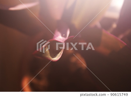 Fluffy cactus plant 90615749