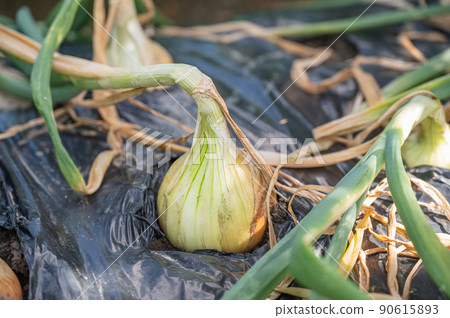收穫洋蔥 收穫洋蔥 90615893
