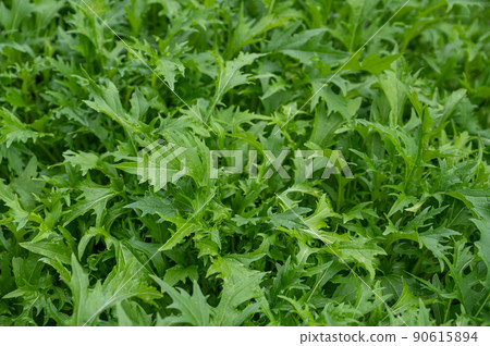 Mizuna in the vegetable garden 90615894