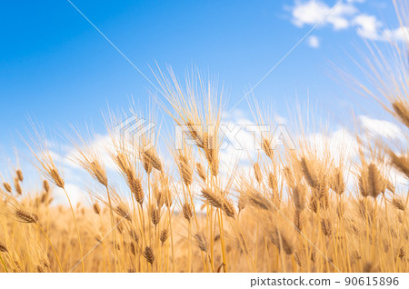 Fruited barley Rojo barley 90615896