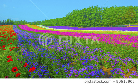 Lavender garden farm Tomita with flowers and scents 90615905