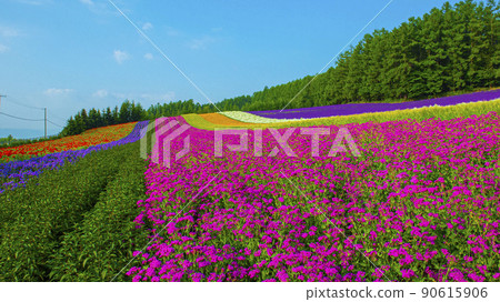 Lavender garden farm Tomita with flowers and scents 90615906