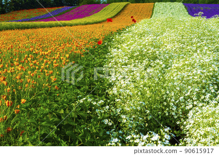 Lavender garden farm Tomita with flowers and scents Lavender garden farm Tomita with flowers and scents 90615917