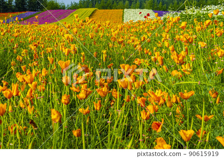Lavender garden farm Tomita with flowers and scents Lavender garden farm Tomita with flowers and scents 90615919