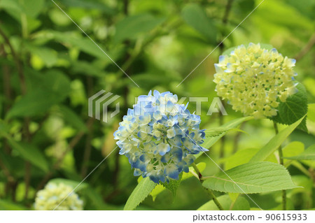 Blue-colored hydrangea blooming in the green of Satoyama and white hydrangea before coloring 90615933