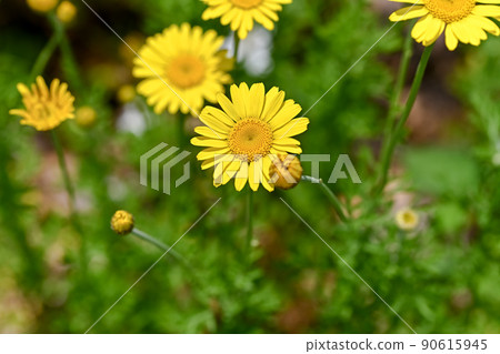 Koya chamomile Koya chamomile 90615945