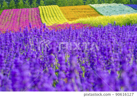 薰衣草花園農場富田有鮮花和香味 薰衣草花園農場富田有鮮花和香味 90616127