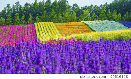 Lavender garden farm Tomita with flowers and scents Lavender garden farm Tomita with flowers and scents 90616128