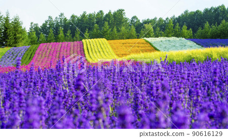 Lavender garden farm Tomita with flowers and scents 90616129