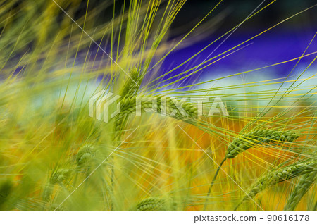 Lavender garden farm Tomita with flowers and scents 90616178