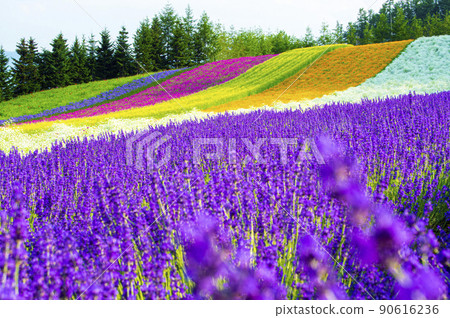Lavender garden farm Tomita with flowers and scents 90616236