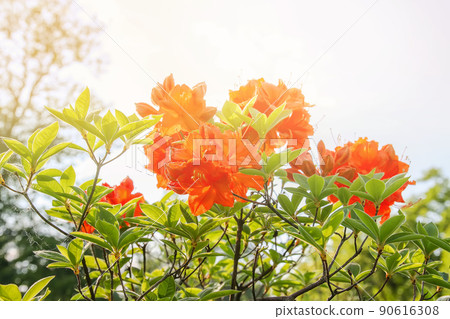 Beautiful Rhododendron flowers in spring park. 90616308