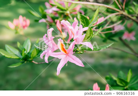 Beautiful Rhododendron flowers in spring park. 90616316