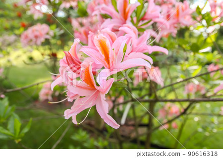 Beautiful Rhododendron flowers in spring park. 90616318