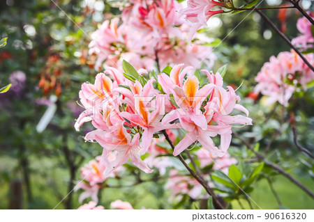 Beautiful Rhododendron flowers in spring park. 90616320