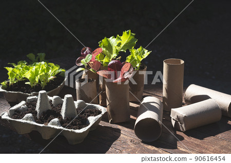 Seedlings in reused egg boxes and biodegradable pots made of toilet roll inner tubes, sustainable home gardening and connecting with nature concept 90616454