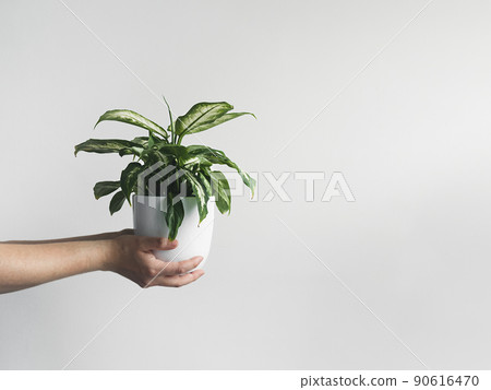 Hands holding dieffenbachia or dumb cane young plant in a white flower pot, home gardening and plant home decoration concept, copy space Hands holding dieffenbachia or dumb cane young plant in a white flower pot, home gardening and plant home decoration concept, copy space 90616470