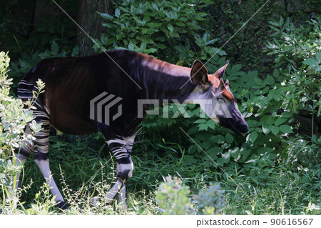 Okapi 90616567