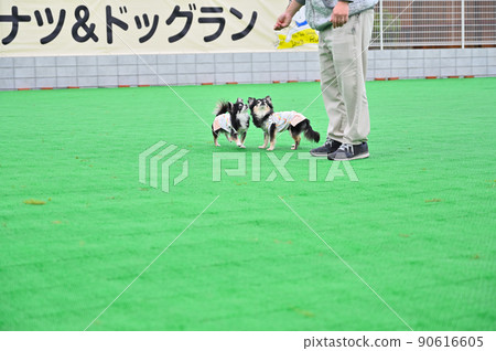 和主人一起玩狗跑的好朋友吉娃娃 和主人一起玩狗跑的好朋友吉娃娃 90616605