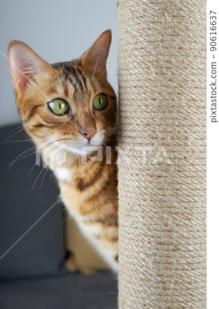 A cat peeking out from post a pole covered with jute rope. 90616637