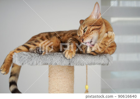 The cat lies on the scratching post and licks its paw. 90616640
