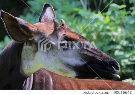 Okapi 90616648