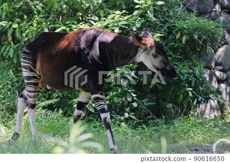Okapi Okapi 90616650