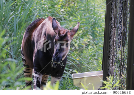 Okapi Okapi 90616688
