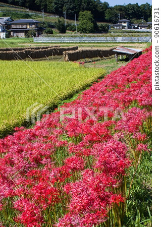 A rice field with cluster amaryllis and Oda, Genji River, Hitachiota City 90616731