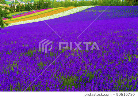 Lavender garden farm Tomita with flowers and scents Lavender garden farm Tomita with flowers and scents 90616750