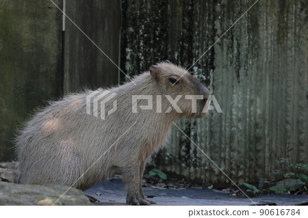 Capybara 90616784