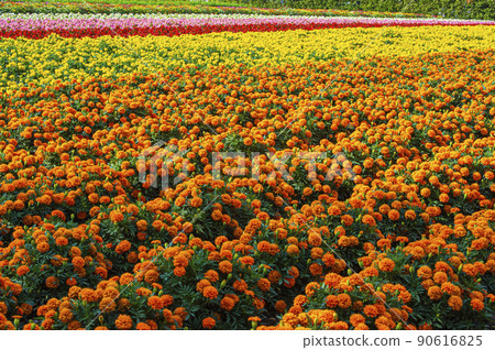 Lavender garden farm Tomita with flowers and scents 90616825