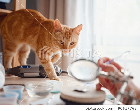 Cute cat indoors at home. Cute cat indoors at home. 90617765