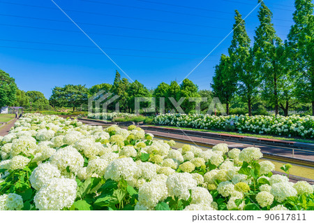 Arakogawa Park, Annabel in full bloom <Nagoya City, Aichi Prefecture> 90617811