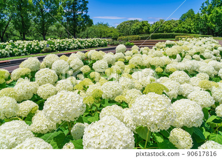 Arakogawa Park, Annabel in full bloom <Nagoya City, Aichi Prefecture> Arakogawa Park, Annabel in full bloom <Nagoya City, Aichi Prefecture> 90617816