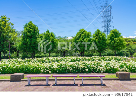 盛開的安娜貝爾荒古川公園<愛知縣名古屋市> 90617841