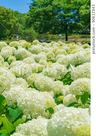 Arakogawa Park, Annabel in full bloom <Nagoya City, Aichi Prefecture> Arakogawa Park, Annabel in full bloom <Nagoya City, Aichi Prefecture> 90617843