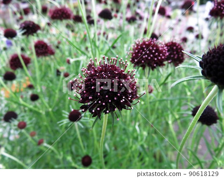 Scabiosa chili black Scabiosa chili black 90618129