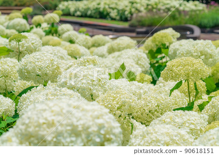 Arakogawa Park, Annabel in full bloom <Nagoya City, Aichi Prefecture> 90618151