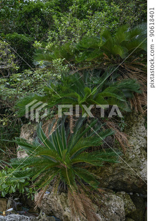Okinawa Prefecture Iriomote Island Cycad Okinawa Prefecture Iriomote Island Cycad 90618401