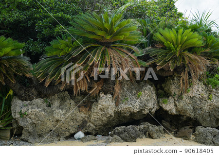 Okinawa Prefecture Iriomote Island Cycad Okinawa Prefecture Iriomote Island Cycad 90618405