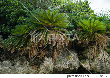 Okinawa Prefecture Iriomote Island Cycad Okinawa Prefecture Iriomote Island Cycad 90618407