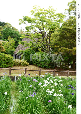 常磐公園/鳶尾花園 常磐公園/鳶尾花園 90618426